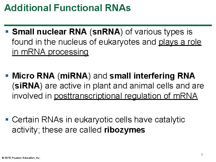 Additional Functional RNAs § Small nuclear RNA (sn. RNA) of various types is found Additional Functional RNAs § Small nuclear RNA (sn. RNA) of various types is found