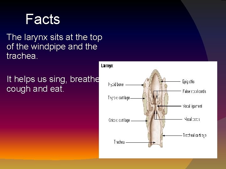 Facts The larynx sits at the top of the windpipe and the trachea. It