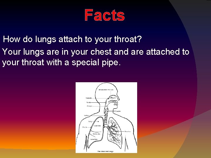 Facts How do lungs attach to your throat? Your lungs are in your chest