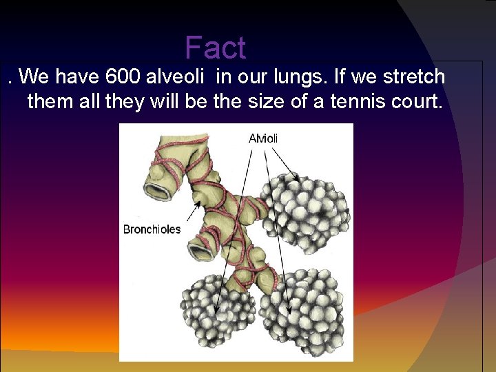 Fact . We have 600 alveoli in our lungs. If we stretch them all