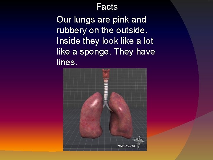 Facts Our lungs are pink and rubbery on the outside. Inside they look like