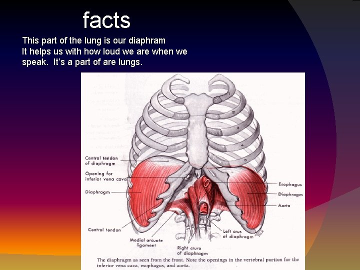 facts This part of the lung is our diaphram It helps us with how