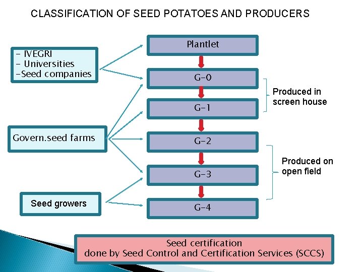 CLASSIFICATION OF SEED POTATOES AND PRODUCERS - IVEGRI - Universities -Seed companies Plantlet G-0