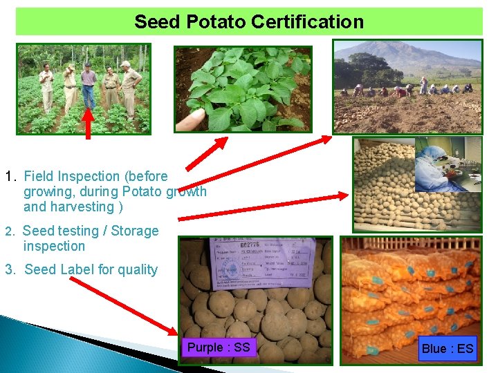 Seed Potato Certification 1. Field Inspection (before growing, during Potato growth and harvesting )