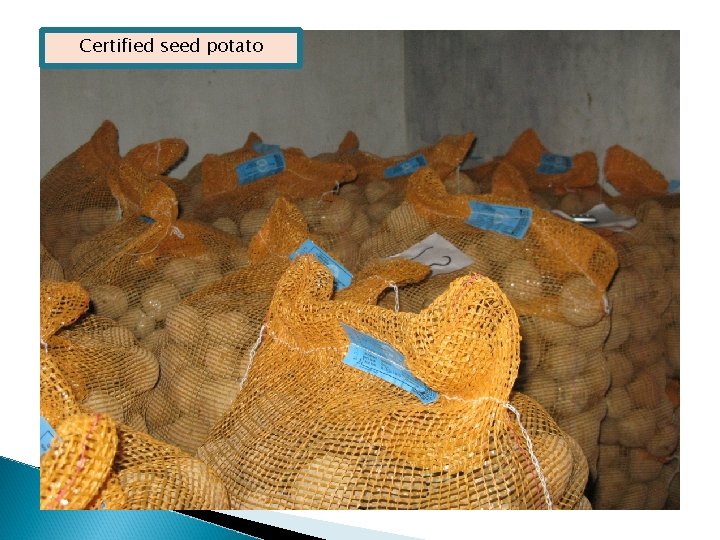 Certified seed potato 