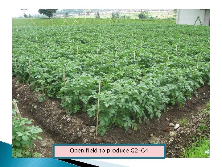 Open field to produce G 2 -G 4 