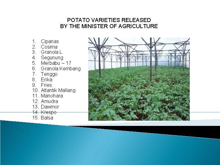 POTATO VARIETIES RELEASED BY THE MINISTER OF AGRICULTURE 1. 2. 3. 4. 5. 6.