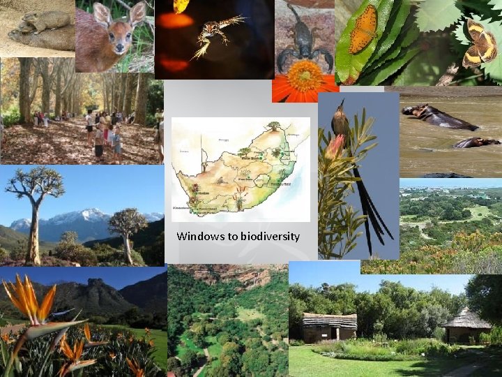 Windows to biodiversity 