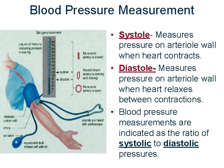 Blood Pressure Measurement • Systole- Measures pressure on arteriole wall when heart contracts. •