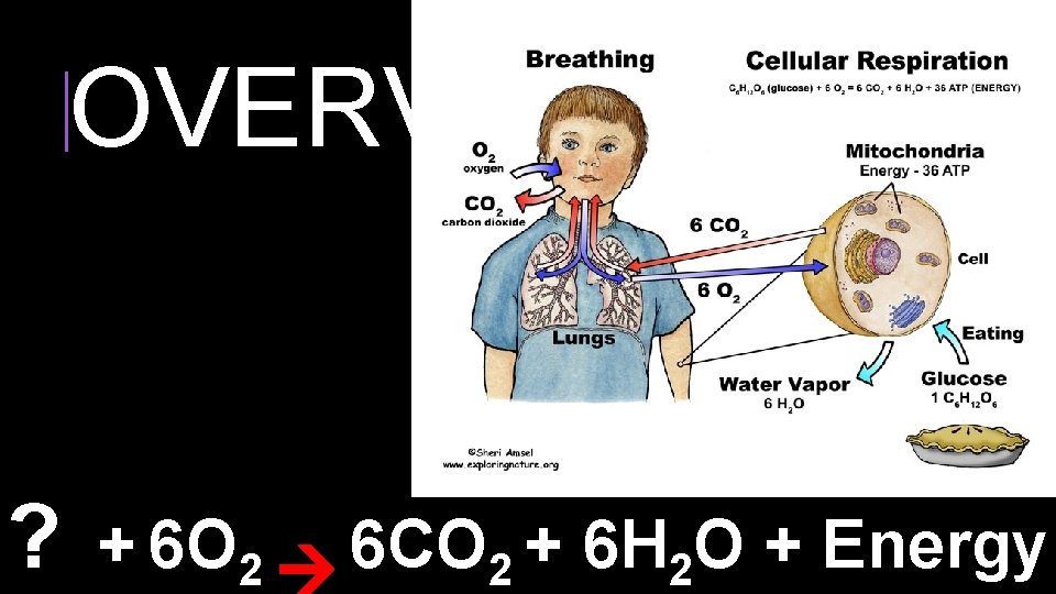 Essential Question What changes in the body could