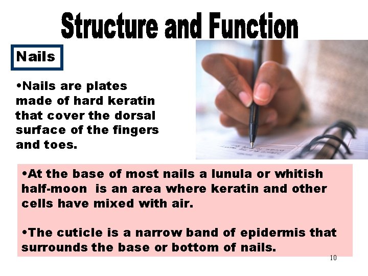 Nails • Nails are plates made of hard keratin that cover the dorsal surface