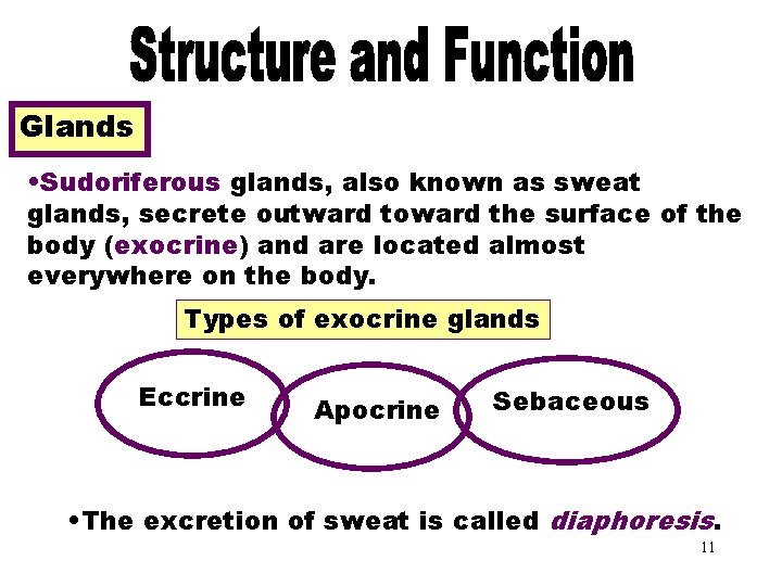 Glands • Sudoriferous glands, also known as sweat glands, secrete outward toward the surface