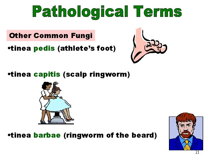 Common Fungi Other Common Fungi • tinea pedis (athlete’s foot) • tinea capitis (scalp