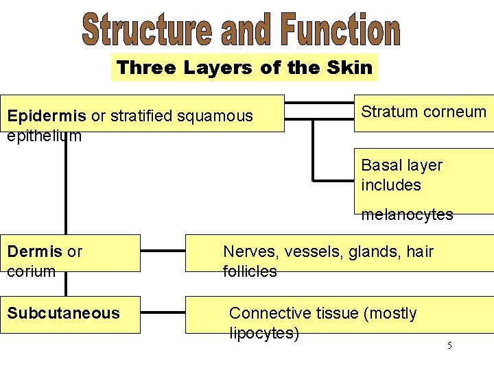 Three of of the. Skin Three. Layers Epidermis or stratified squamous epithelium Stratum corneum