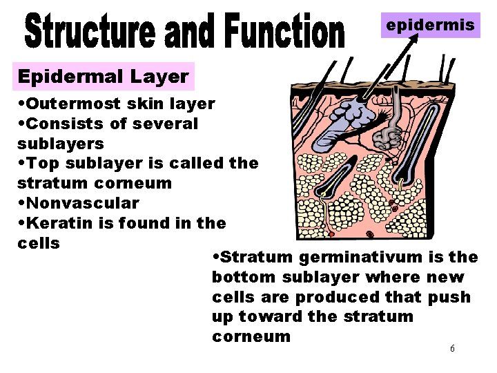 epidermis Epidermal Layer • Outermost skin layer • Consists of several sublayers • Top