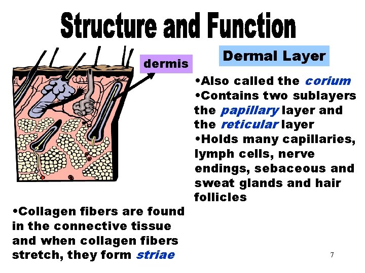 Dermal Layer dermis • Collagen fibers are found in the connective tissue and when
