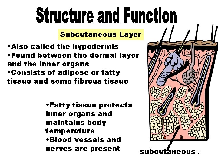Subcutaneous Layer • Also called the hypodermis • Found between the dermal layer and