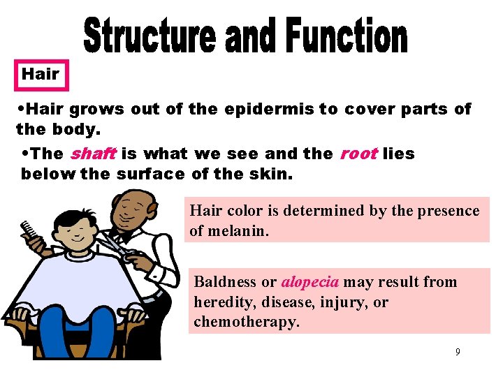 Hair • Hair grows out of the epidermis to cover parts of the body.