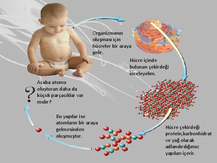 Organizmanın oluşması için hücreler bir araya gelir. Hücre içinde bulunan çekirdeği inceleyelim. Acaba atomu