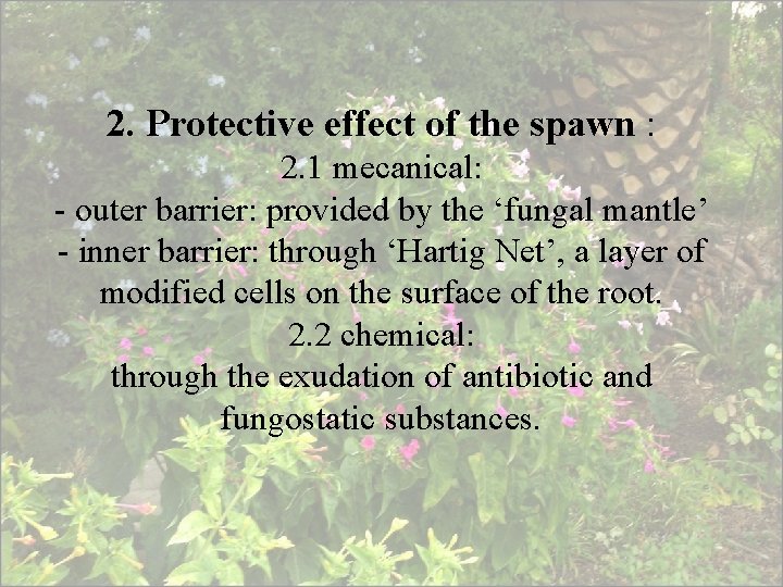 2. Protective effect of the spawn : 2. 1 mecanical: - outer barrier: provided