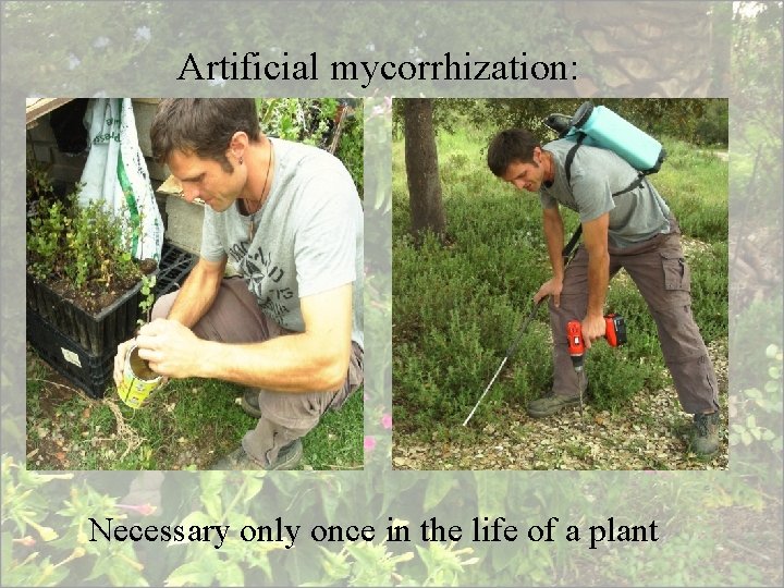 Artificial mycorrhization: Necessary only once in the life of a plant 