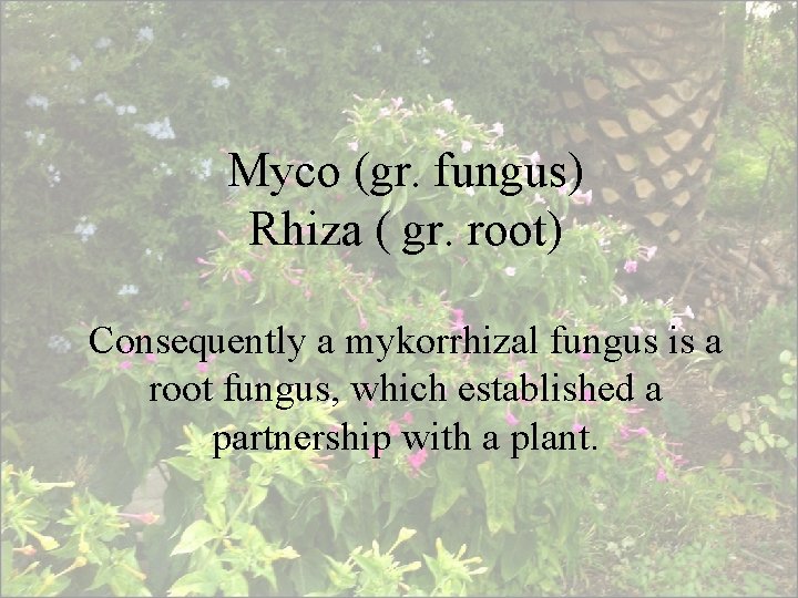 Myco (gr. fungus) Rhiza ( gr. root) Consequently a mykorrhizal fungus is a root