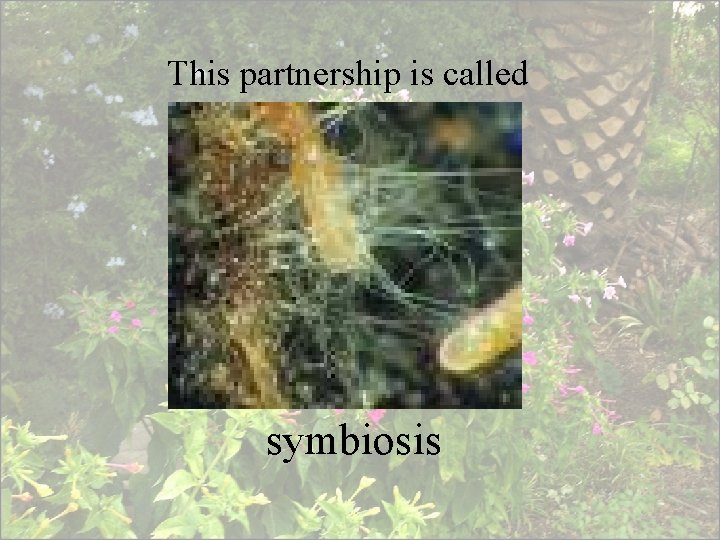 This partnership is called symbiosis 