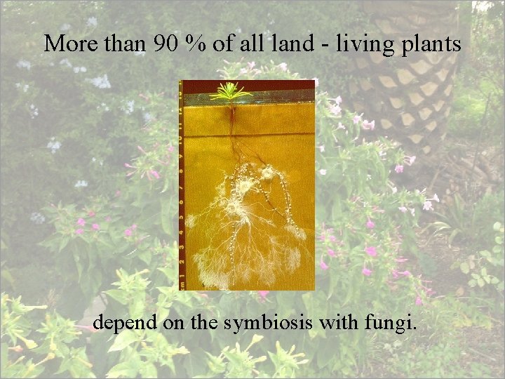 More than 90 % of all land - living plants depend on the symbiosis