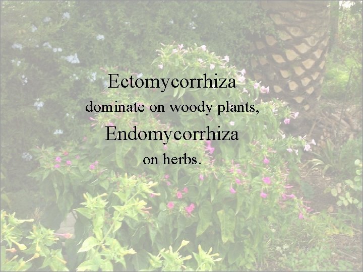 Ectomycorrhiza dominate on woody plants, Endomycorrhiza on herbs. 