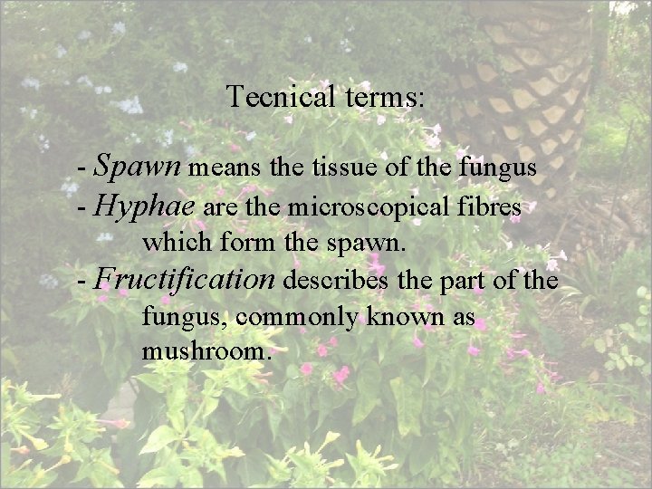 Tecnical terms: - Spawn means the tissue of the fungus - Hyphae are the