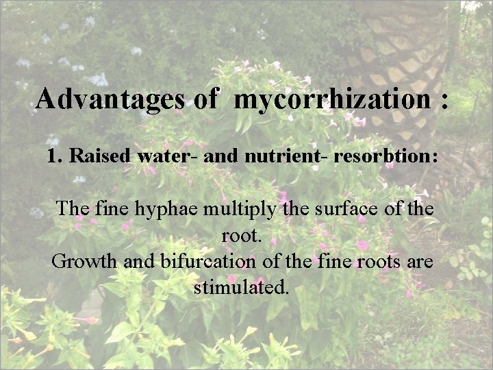 Advantages of mycorrhization : 1. Raised water- and nutrient- resorbtion: The fine hyphae multiply