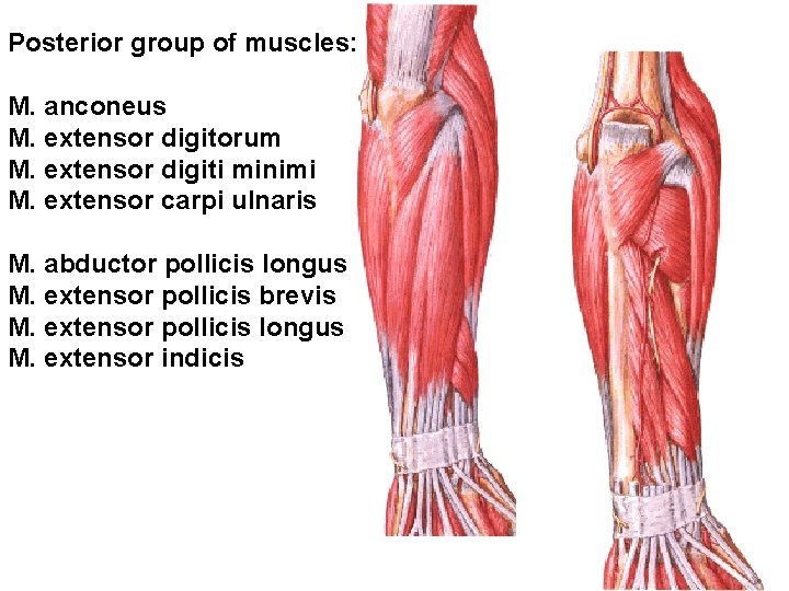 Posterior group of muscles: M. anconeus M. extensor digitorum M. extensor digiti minimi M.