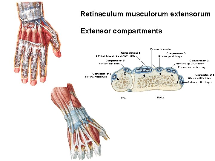 Retinaculum musculorum extensorum Extensor compartments 