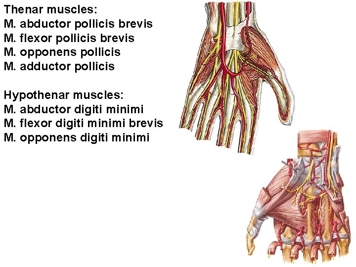 Thenar muscles: M. abductor pollicis brevis M. flexor pollicis brevis M. opponens pollicis M.