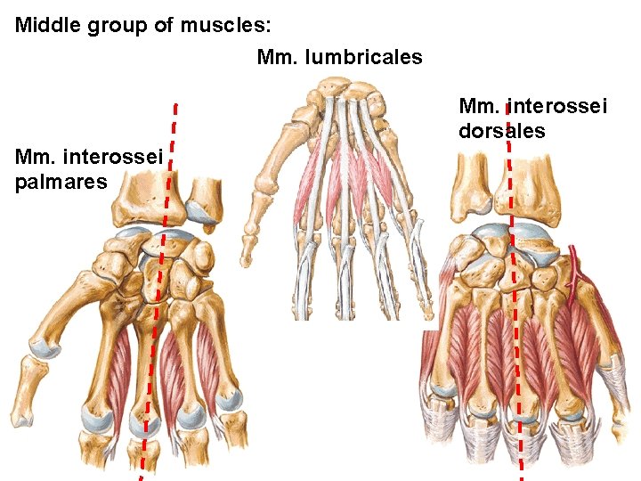 Middle group of muscles: Mm. lumbricales Mm. interossei dorsales Mm. interossei palmares 
