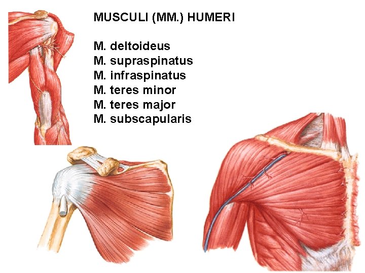 MUSCULI (MM. ) HUMERI M. deltoideus M. supraspinatus M. infraspinatus M. teres minor M.