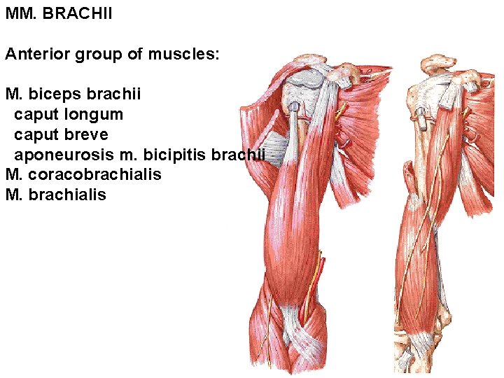 MM. BRACHII Anterior group of muscles: M. biceps brachii caput longum caput breve aponeurosis