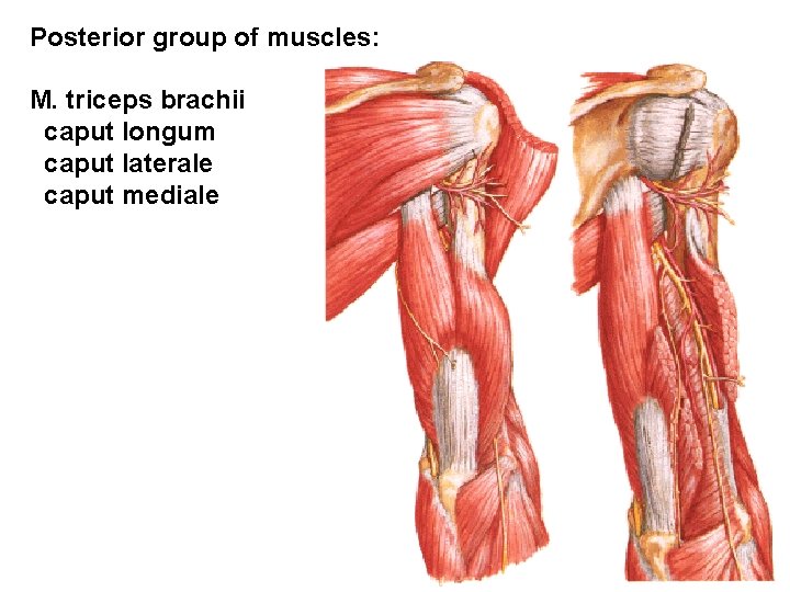 Posterior group of muscles: M. triceps brachii caput longum caput laterale caput mediale 
