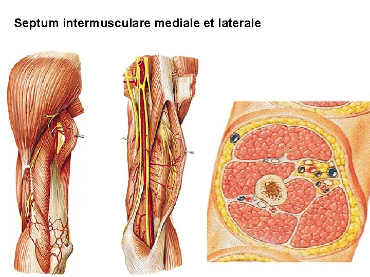Septum intermusculare mediale et laterale 