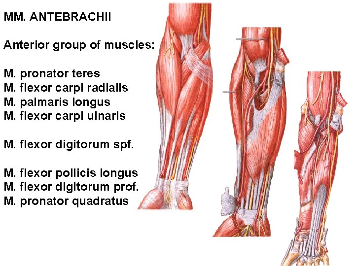 MM. ANTEBRACHII Anterior group of muscles: M. pronator teres M. flexor carpi radialis M.