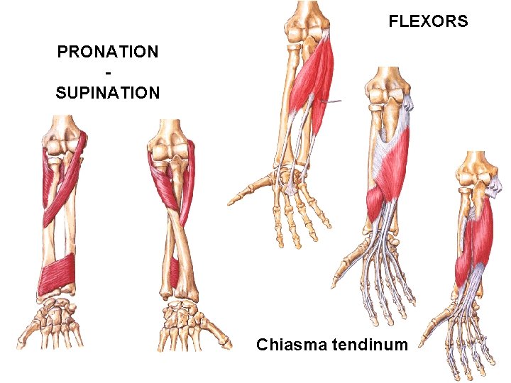 FLEXORS PRONATION SUPINATION Chiasma tendinum 