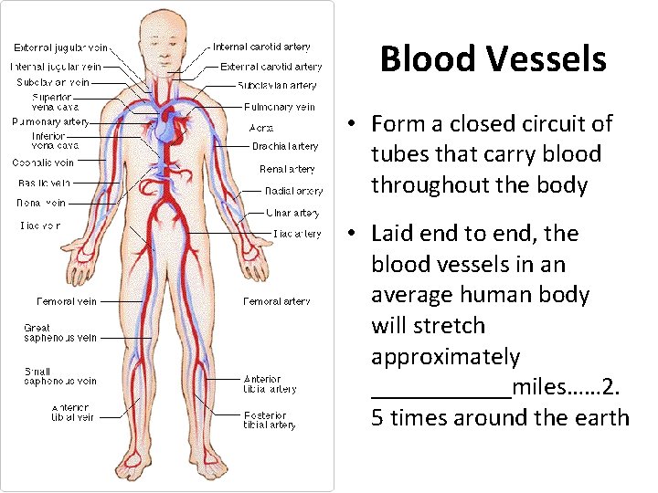 Blood Vessels • Form a closed circuit of tubes that carry blood throughout the