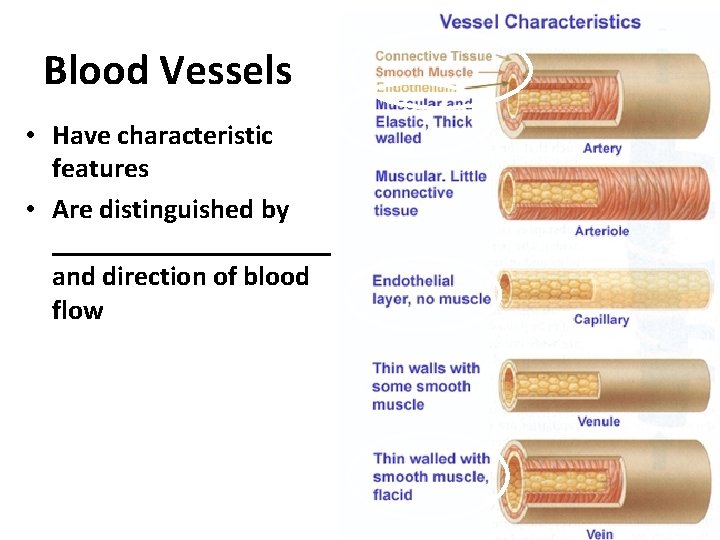 Blood Vessels • Have characteristic features • Are distinguished by __________ and direction of