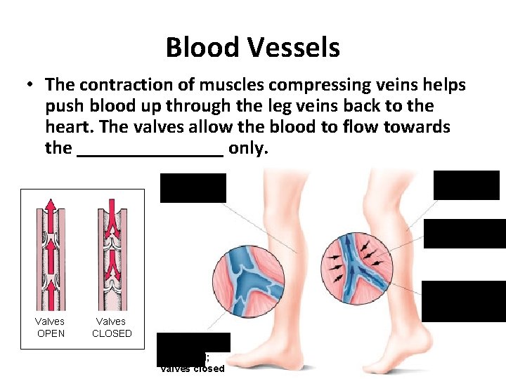 Blood Vessels • The contraction of muscles compressing veins helps push blood up through
