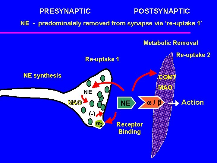 PRESYNAPTIC POSTSYNAPTIC NE - predominately removed from synapse via ‘re-uptake 1’ Metabolic Removal Re-uptake