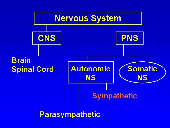 Nervous System CNS Brain Spinal Cord PNS Autonomic NS Somatic NS Sympathetic Parasympathetic 