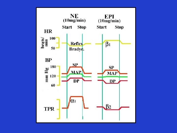 HR BP TPR 