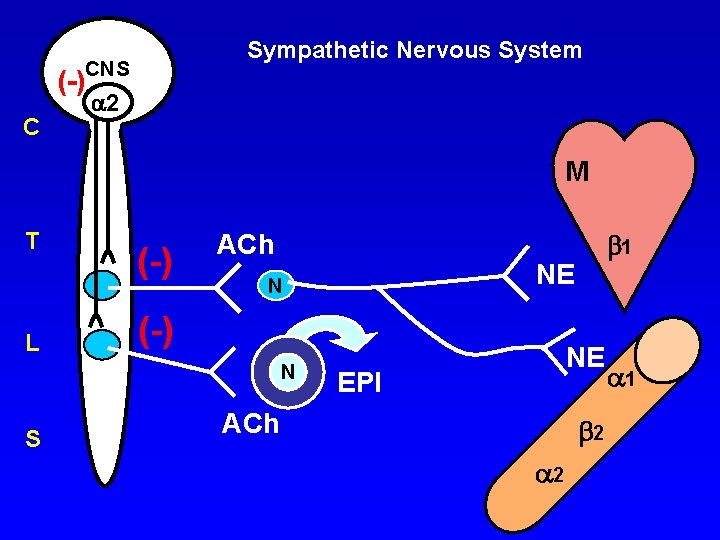 Sympathetic Nervous System CNS (-) C 2 M T L (-) ACh S NE