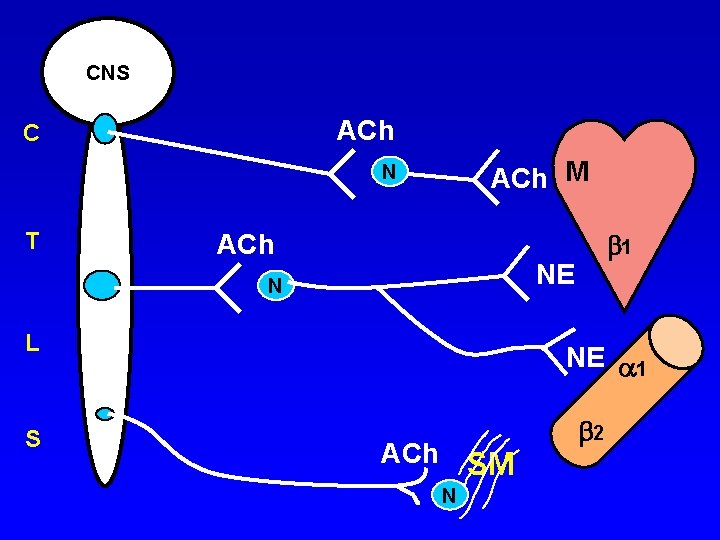 CNS ACh C ACh M N T ACh NE N L S 1 NE