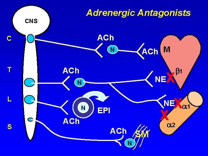 Adrenergic Antagonists CNS ACh C ACh M N T ACh X NE N L